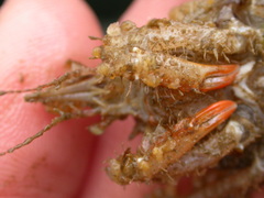 Oregonia gracilis