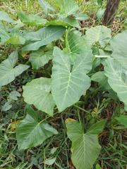 Xanthosoma sagittifolium