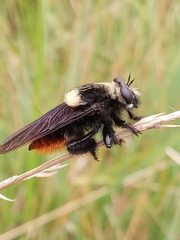 Mallophora ruficauda