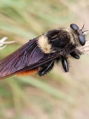 Mallophora ruficauda