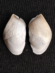 Aspidopholas yoshimurai