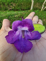 Jacaranda mimosifolia