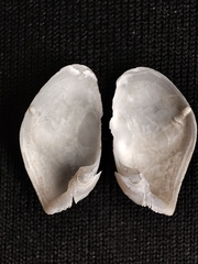 Aspidopholas yoshimurai