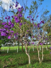 Jacaranda mimosifolia