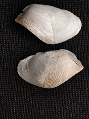 Aspidopholas yoshimurai