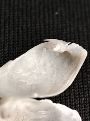 Aspidopholas yoshimurai