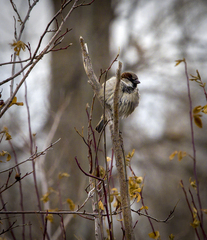 Passer domesticus