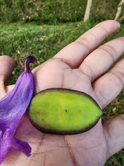 Jacaranda mimosifolia