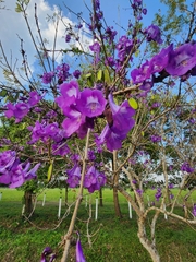 Jacaranda mimosifolia