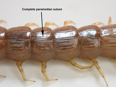 Scolopocryptops gracilis
