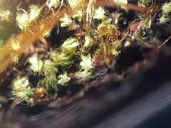 Conostomum pentastichum