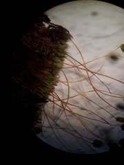 Conostomum pentastichum