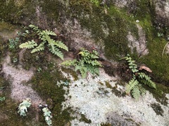 Asplenium bradleyi