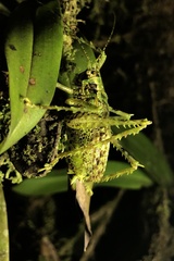 Clepsydronotus deciduus image