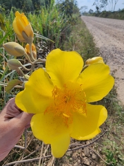 Cochlospermum vitifolium