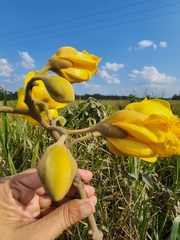 Cochlospermum vitifolium