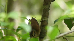 Anabacerthia variegaticeps
