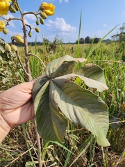Cochlospermum vitifolium