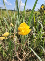 Cochlospermum vitifolium