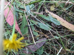 Dolichoderus doriae
