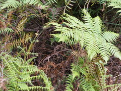 Calochlaena dubia