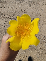 Cochlospermum vitifolium