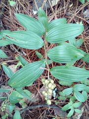 Maianthemum