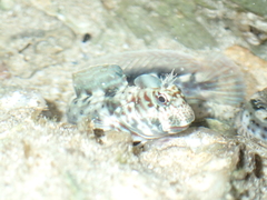 Istiblennius
