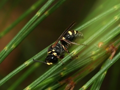 Austrogorytes spryi