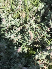 Extriplex californica