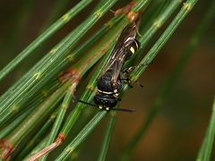 Austrogorytes spryi
