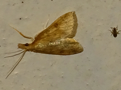 Pyraloidea