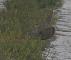 Phaps elegans