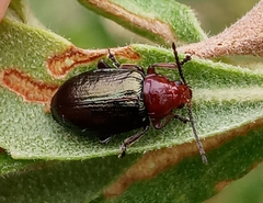 Chlamophora