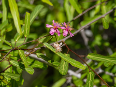 Grewia grevei