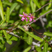 Grewia grevei - Photo (c) Piotr Lukasik, algunos derechos reservados (CC BY-NC), subido por Piotr Lukasik