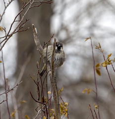 Passer domesticus