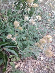 Gomphrena perennis