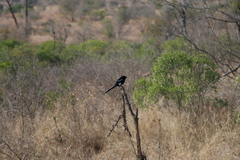Lanius melanoleucus