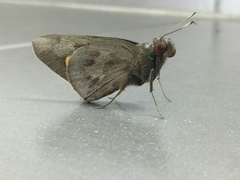 Erionota thrax