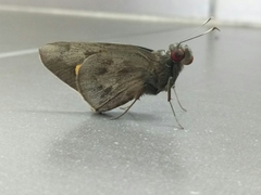 Erionota thrax