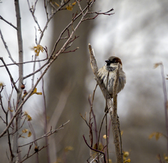 Passer domesticus
