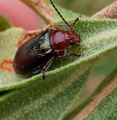 Chlamophora