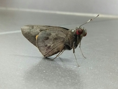 Erionota thrax