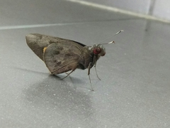 Erionota thrax
