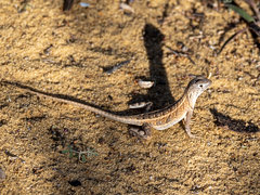 Chalarodon madagascariensis