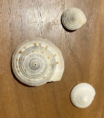 Architectonica nobilis