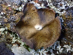 Umbilicaria polyphylla