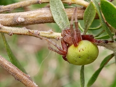 Araneus lathyrinus
