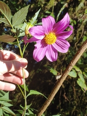 Dahlia imperialis